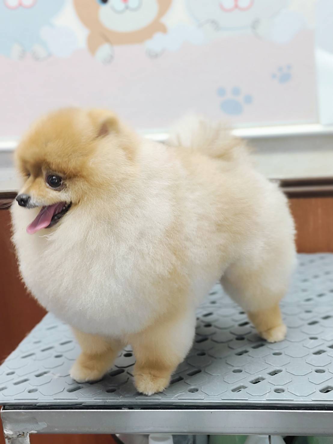 อาบน้ำตัดขน